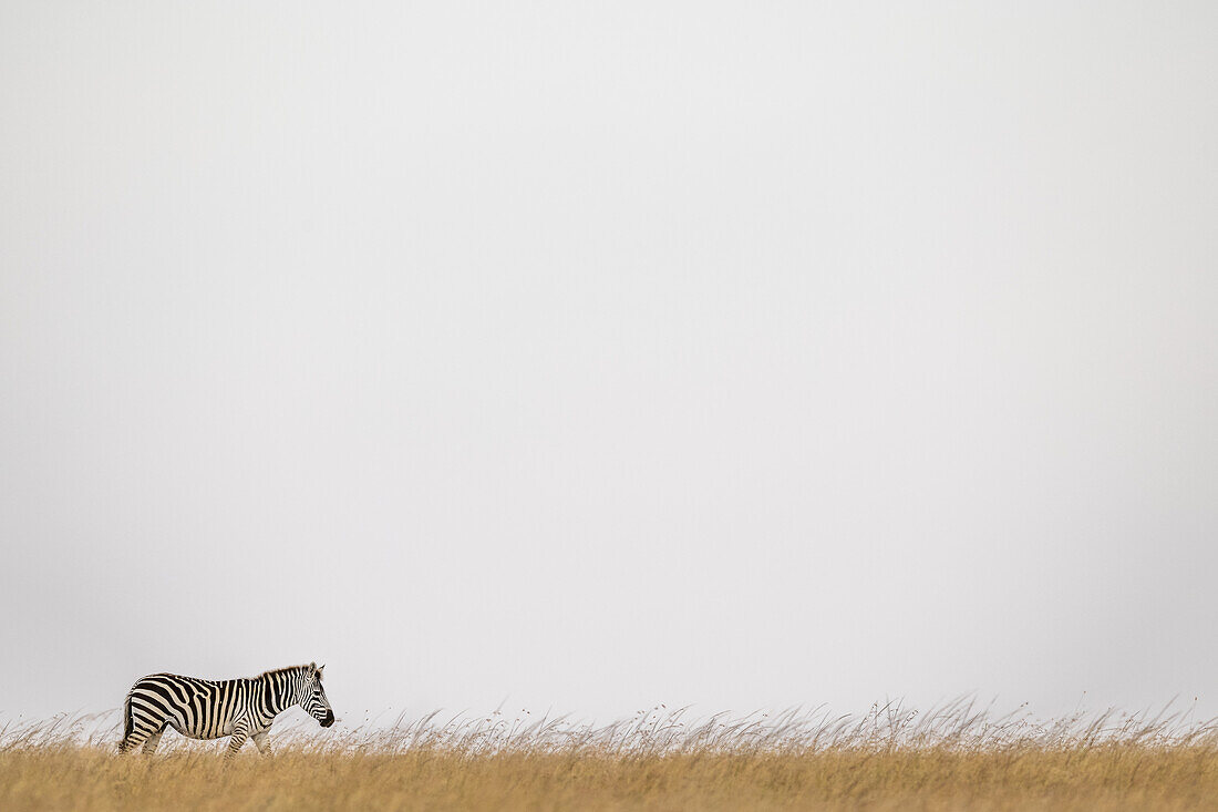 Plains zebra (Equus quagga burchellii) walking on horizon in grass, Maasai Mara National Reserve; Kenya
