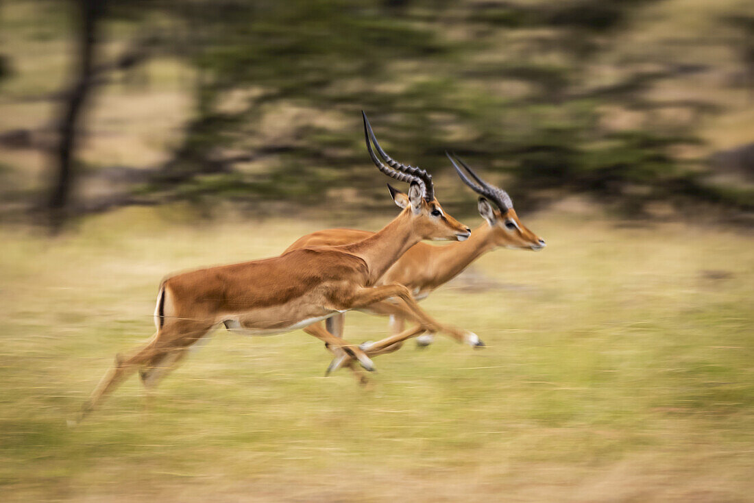 Slow pan of two male impalas (Aepyceros melampus) running, Maasai Mara National Reserve; Kenya