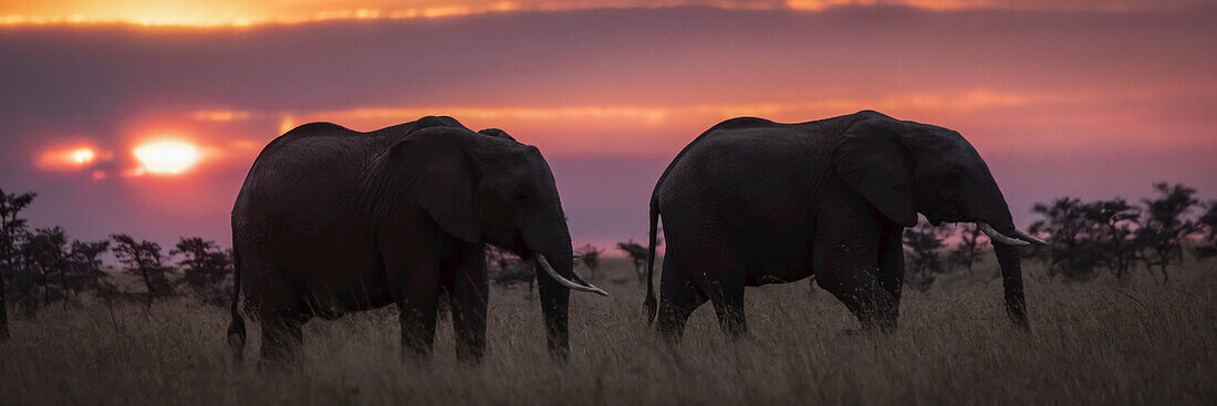 Zwei afrikanische Elefanten (Loxodonta africana) im Gras bei Sonnenuntergang, Maasai Mara Nationalreservat; Kenia.