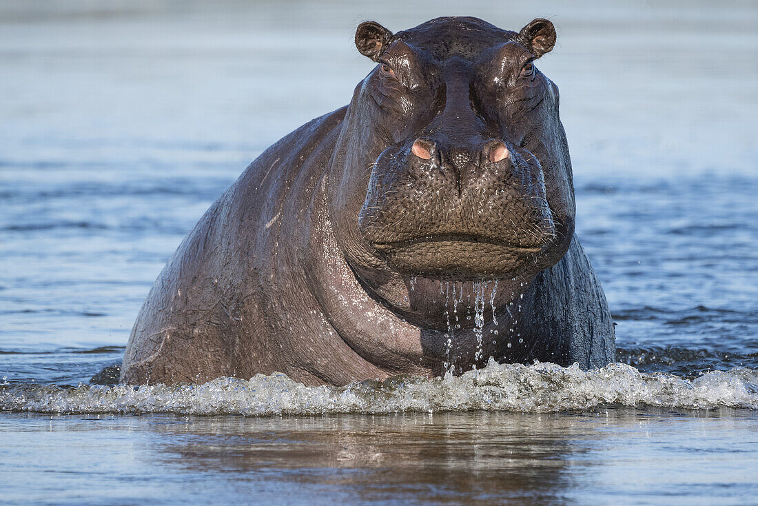Hippopotamus (Hippopotamus amphibius) coming up out of the water; Botswana