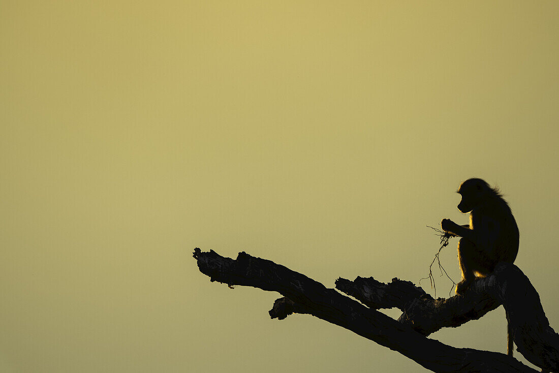Pavian bei Sonnenuntergang auf einem Ast sitzend; Botswana