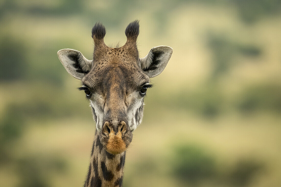 Nahaufnahme des Kopfes einer Masai-Giraffe (Giraffa camelopardalis tippelskirchii) in der Savanne, Serengeti-Nationalpark; Tansania.