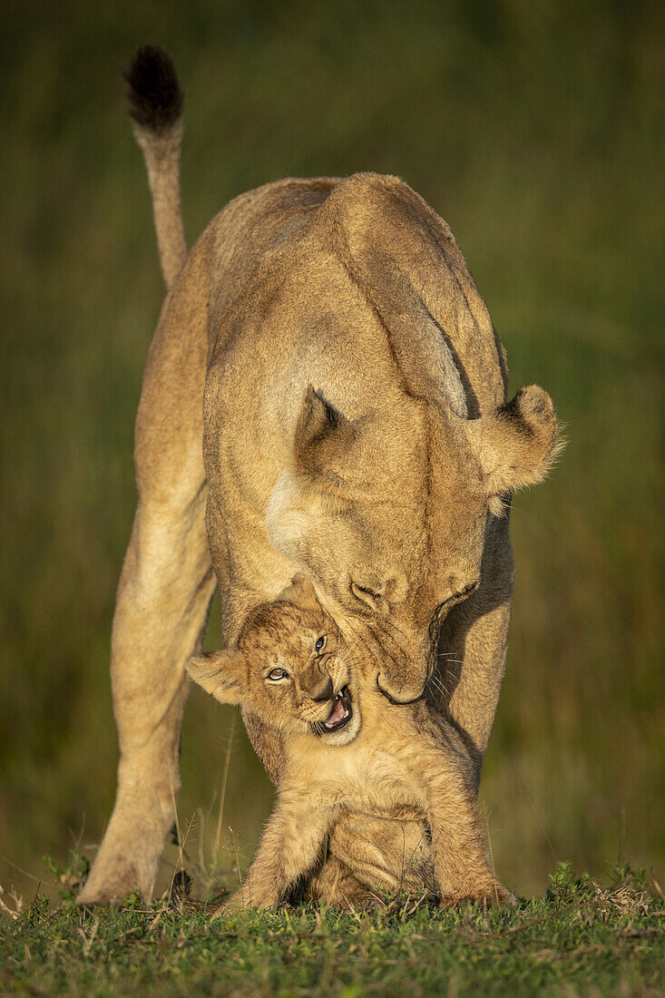 Löwin (Panthera leo) beugt sich vor, um ihr Junges in den Hals zu beißen, Serengeti-Nationalpark; Tansania.