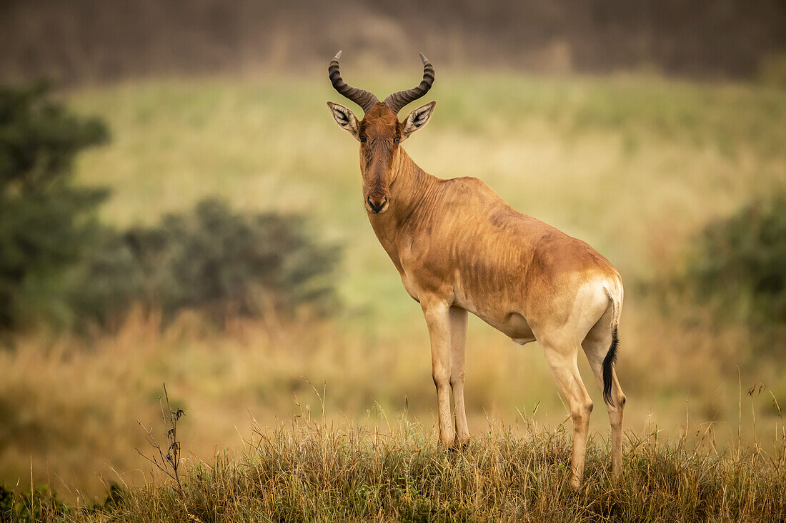 Männliche Kuhantilope (Alcelaphus buselaphus cokii) steht auf einem Hügel und beobachtet die Kamera, Serengeti-Nationalpark; Tansania.