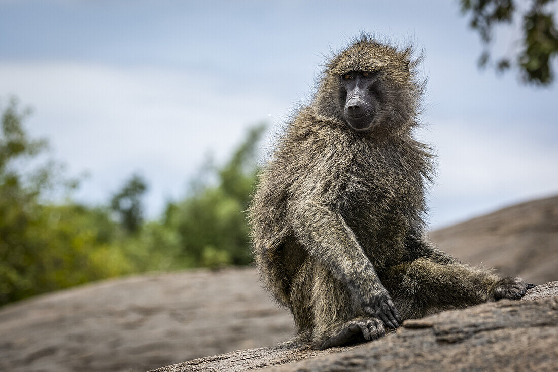 Olivenpavian (Papio anubis) sitzt auf einem Felsen und dreht den Kopf, Serengeti-Nationalpark; Tansania.