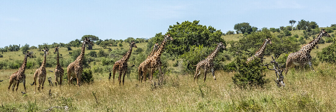 Panorama of ten Masai giraffe (Giraffa camelopardalis tippelskirchii) in line, Serengeti National Park; Tanzania