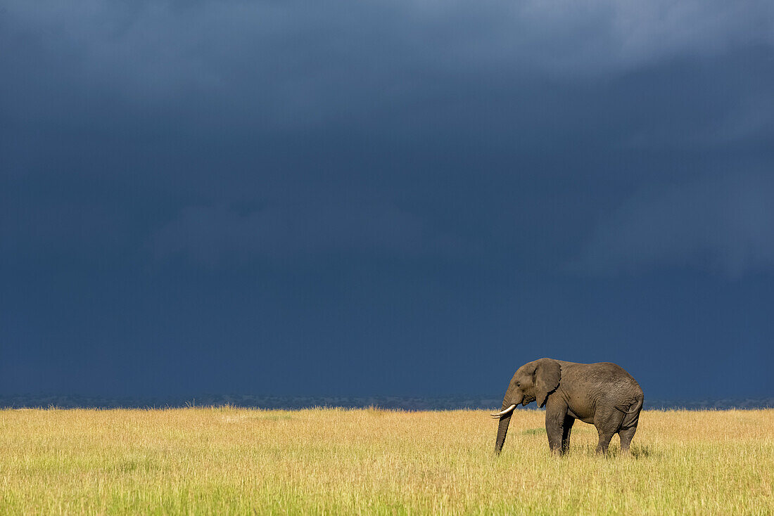 Afrikanischer Buschelefant (Loxodonta africana) steht im Gras unter dunklen Wolken, Serengeti-Nationalpark; Tansania.