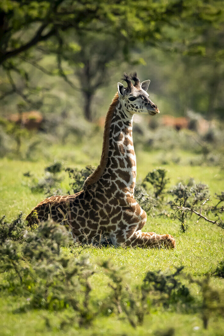 Masai-Giraffe (Giraffa camelopardalis tippelskirchii) kniend im Gras zwischen Büschen, Serengeti-Nationalpark; Tansania.