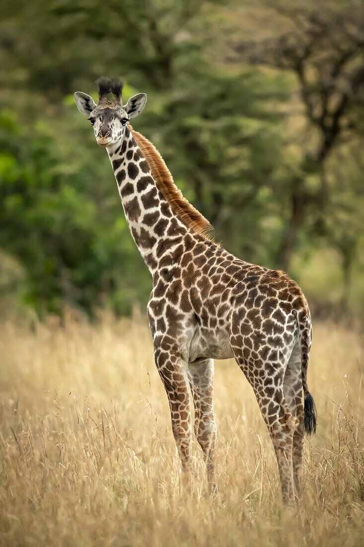 Young Masai giraffe (Giraffa camelopardalis tippelskirchii) stands in long grass by trees, Serengeti National Park; Tanzania