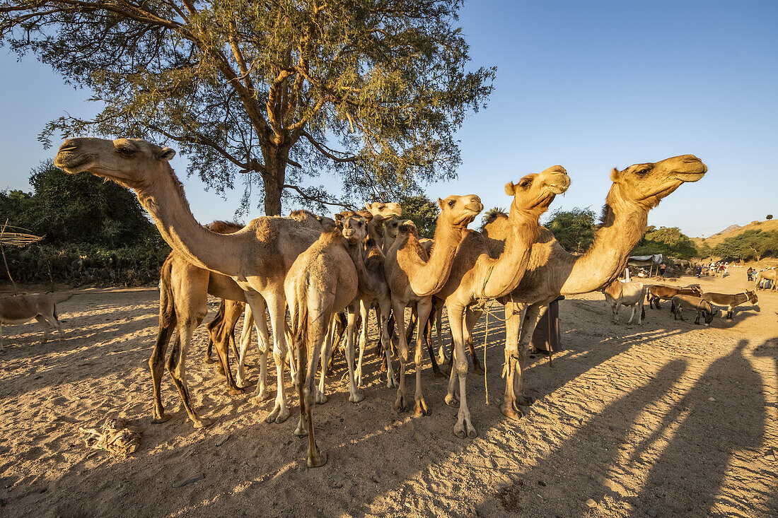 Kamele auf dem montäglichen Viehmarkt; Keren, Region Anseba, Eritrea