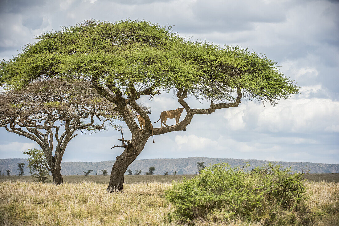Zwei erwachsene Löwinnen (Panthera leo) spähen von den Ästen eines Akazienbaums im Serengeti-Nationalpark; Tansania.