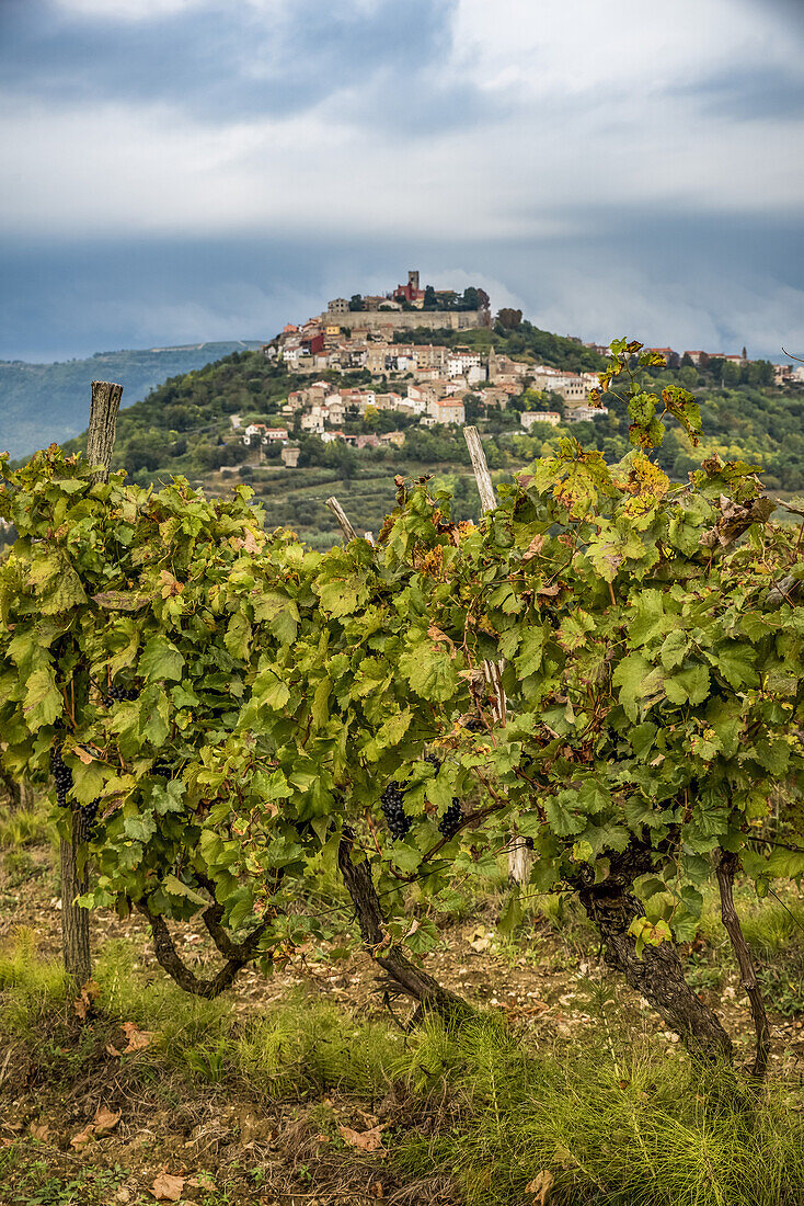 Weinberge rund um die auf einem Hügel gelegene mittelalterliche Stadt Motovun; Motovun, Istrien, Kroatien.