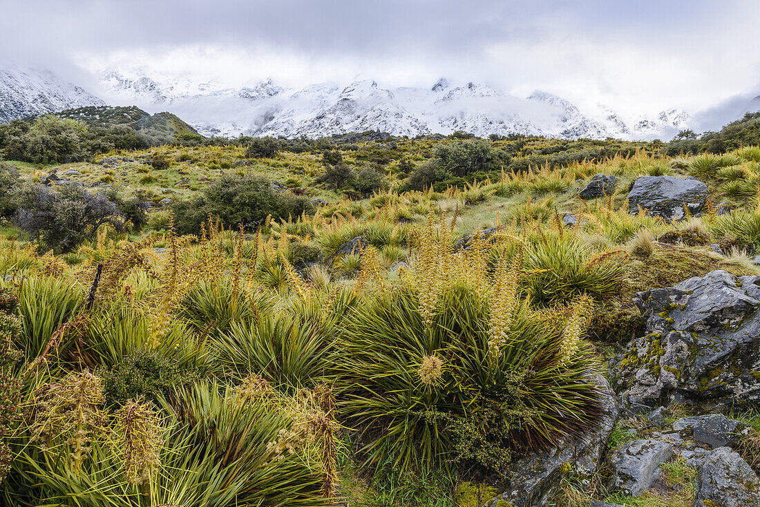 Schneebedeckte Berge und Frühlingsvegetation entlang des Hooker Valley Track, Mount Cook National Park; Südinsel, Neuseeland