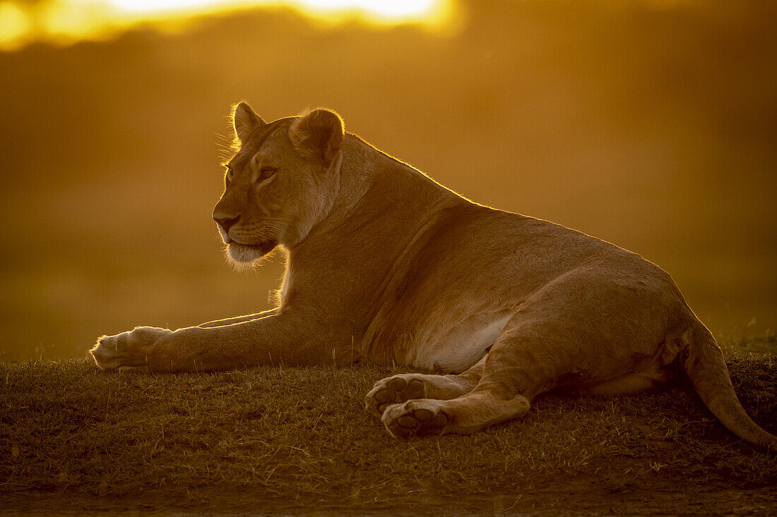 Beleuchtete Löwin (Panthera Leo) liegt bei Sonnenuntergang links, Serengeti-Nationalpark; Tansania.