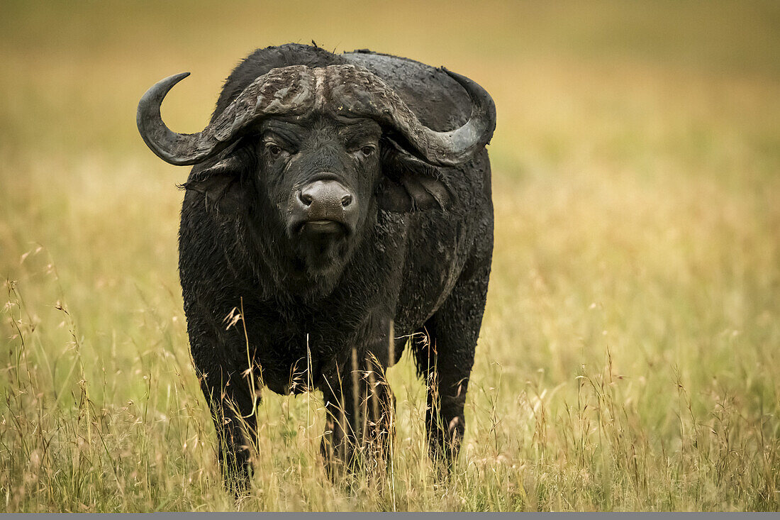 Cape buffalo (Syncerus caffer) stands facing camera in grass, Serengeti National Park; Tanzania