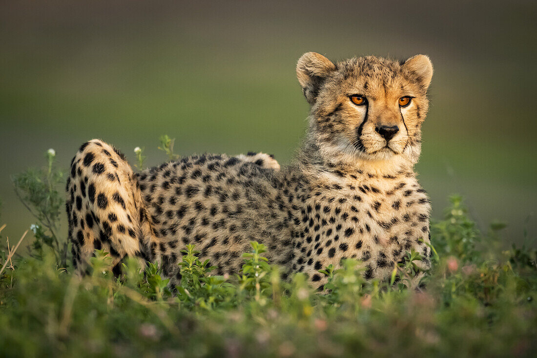 Gepardenjunges (Acinonyx jubatus) liegt im Gebüsch, Serengeti-Nationalpark; Tansania.