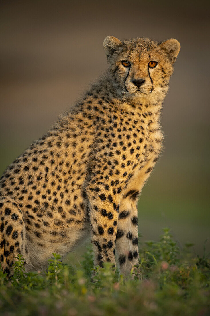 Close-up of Cheetah cub (Acinonyx jubatus) sitting with catchlight, Serengeti National Park; Tanzania