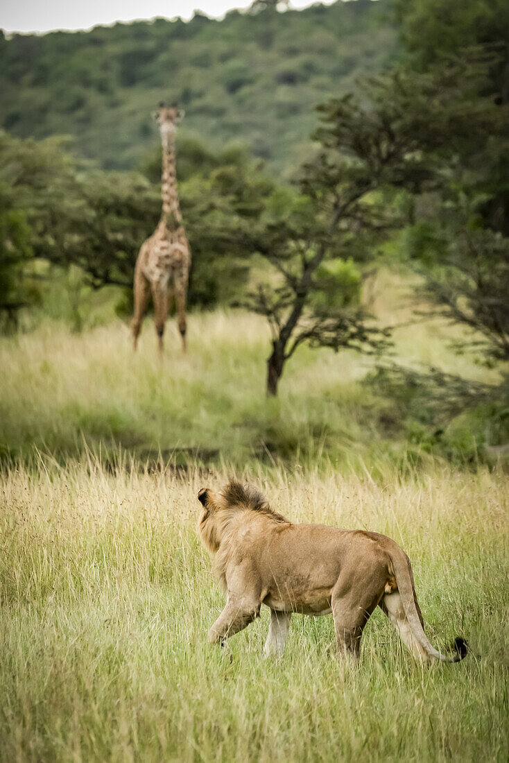 Male lion (Panthera leo) stalks Masai giraffe (Giraffa camelopardalis tippelskirchii) in savannah, Serengeti; Tanzania