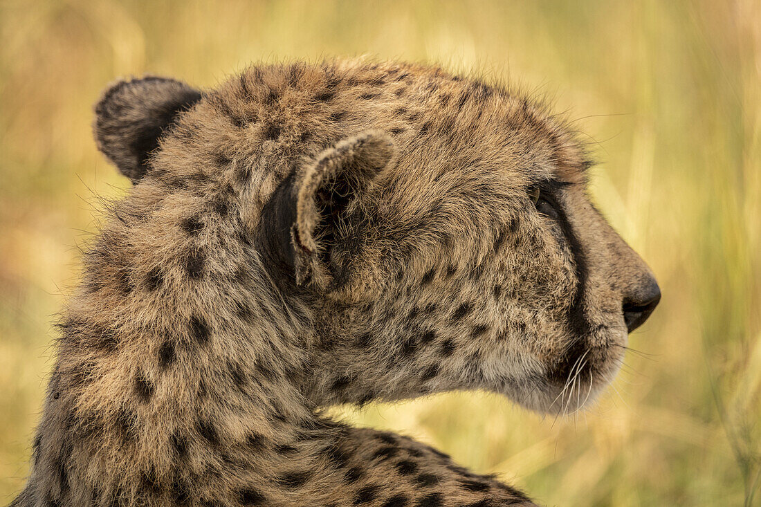 Close-up of female cheetah (Acinonyx jubatus) head from behind, Serengeti; Tanzania