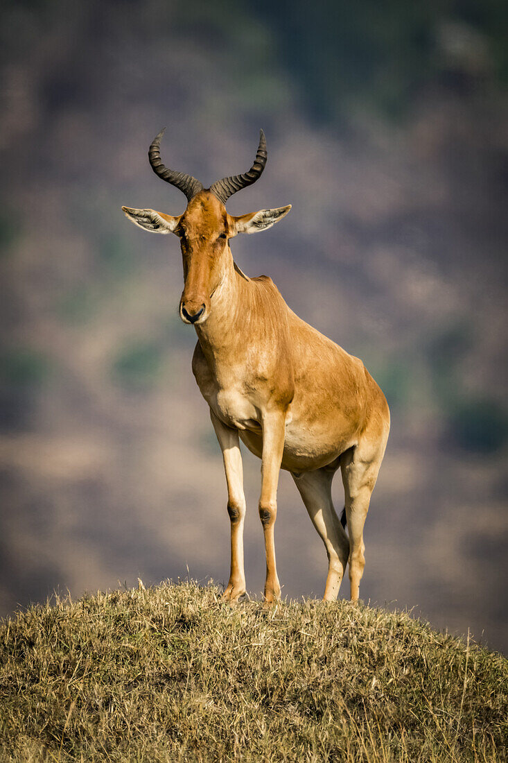 Kuhantilope (Alcelaphus buselaphus cokii) steht auf einem Erdhügel und schaut in die Kamera, Serengeti; Tansania.