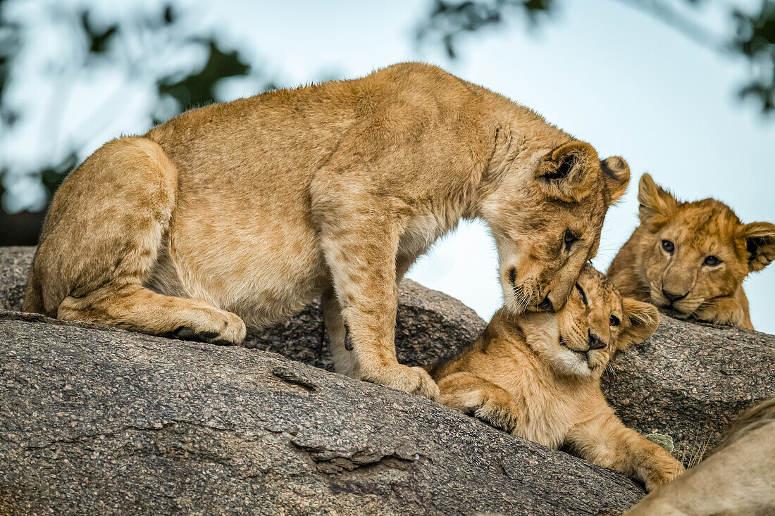 Lion cub (Panthera leo) nuzzles another as sibling watches, Serengeti; Tanzania