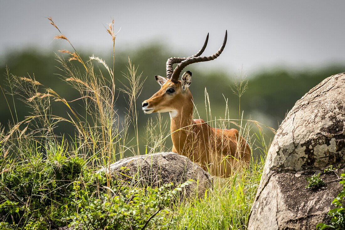 Männliches Impala (Aepyceros melampus) liegt zwischen Felsen und Gras, Serengeti; Tansania