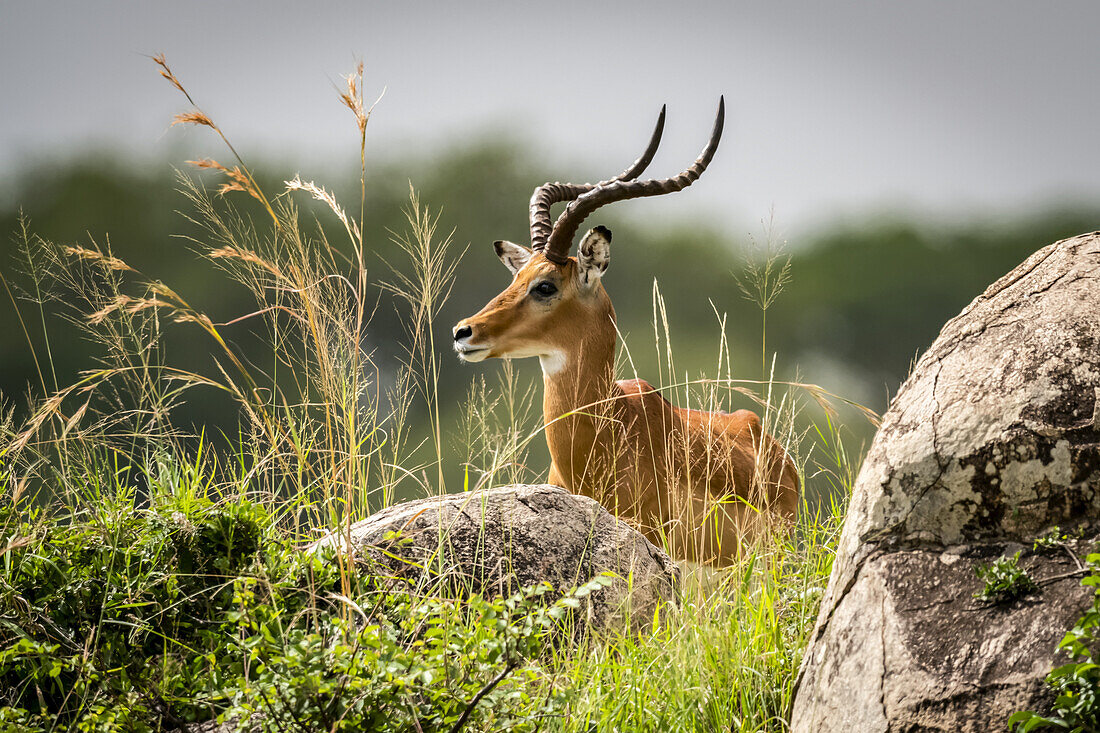 Male impala (Aepyceros melampus) lies among rocks and grass, Serengeti; Tanzania