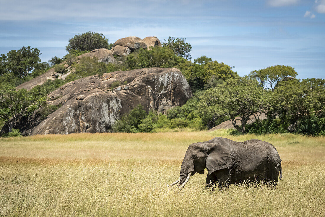 Afrikanischer Elefant (Loxodonta africana) läuft im Gras an einer Kopje vorbei, Serengeti; Tansania.