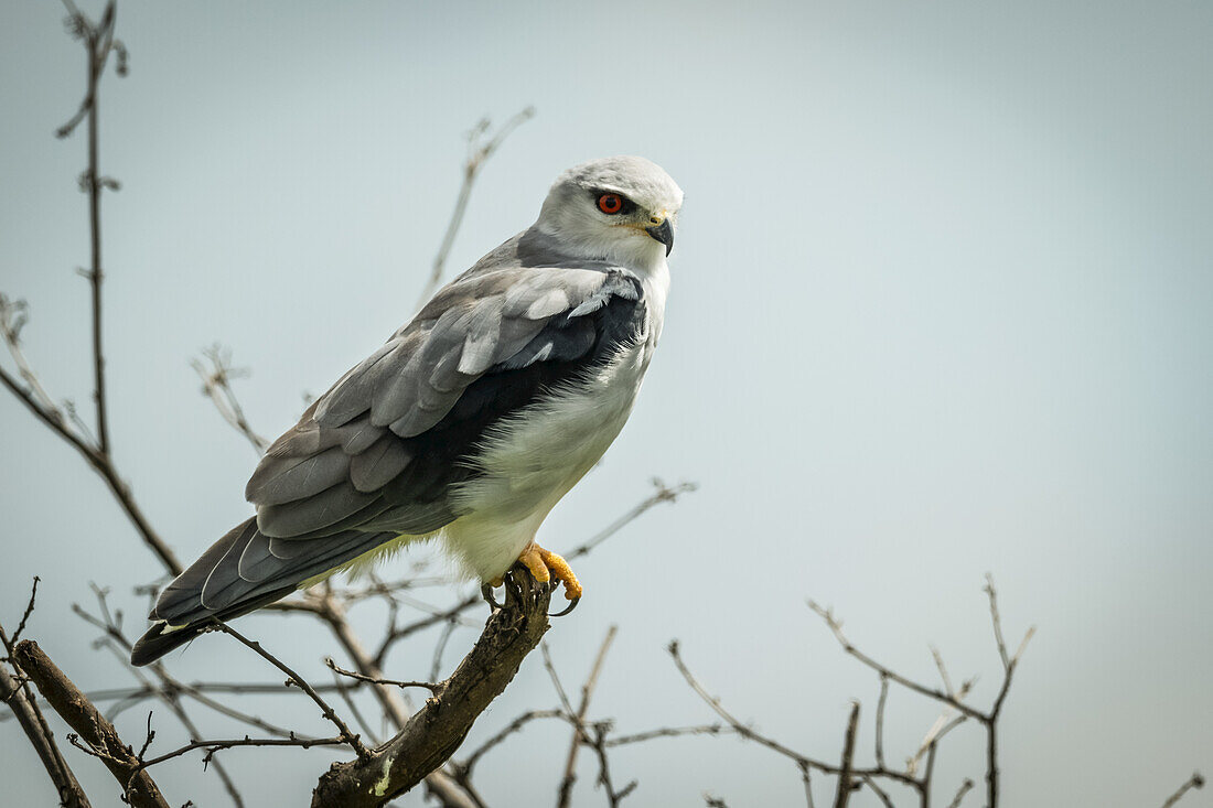 Schwarzschultermilan (Elanus caeruleus) nach rechts blickend in kahlen Ästen, Serengeti; Tansania.