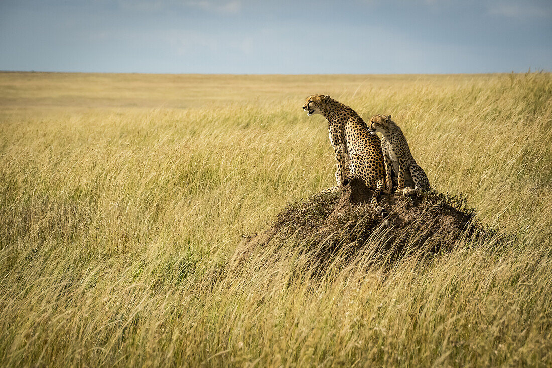 Gepard (Acinonyx jubatus) und Junges sitzen auf Termitenhügel, Serengeti; Tansania
