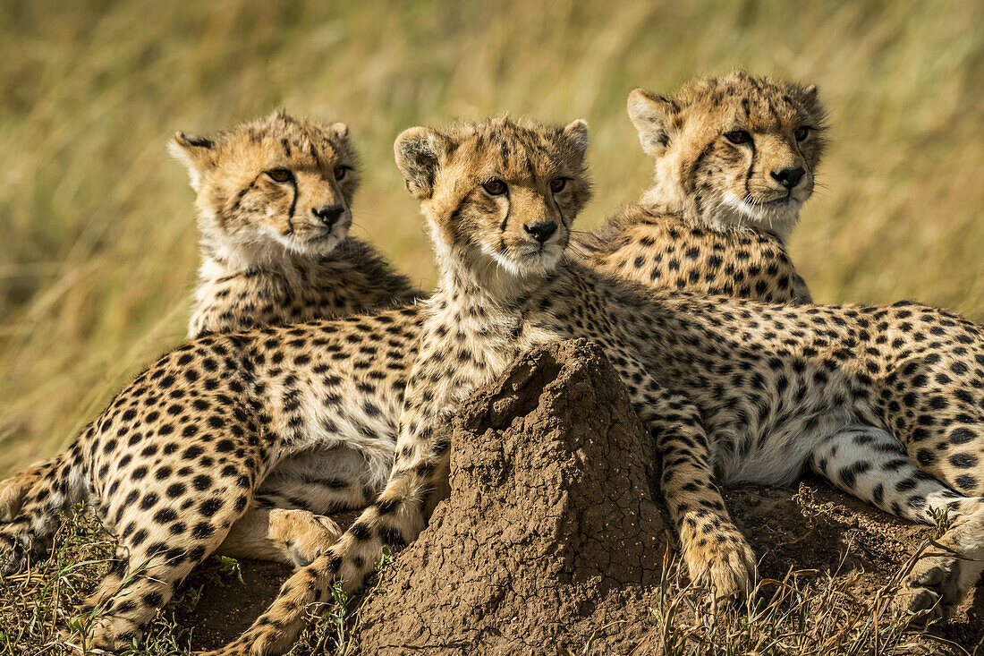 Nahaufnahme von drei Gepardenjungen (Acinonyx jubatus), die zusammen liegen, Serengeti; Tansania.