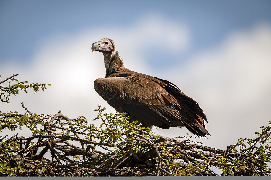 Lappet-faced vulture (Torgos tracheliotos) on thorn tree with catchlight, Serengeti; Tanzania