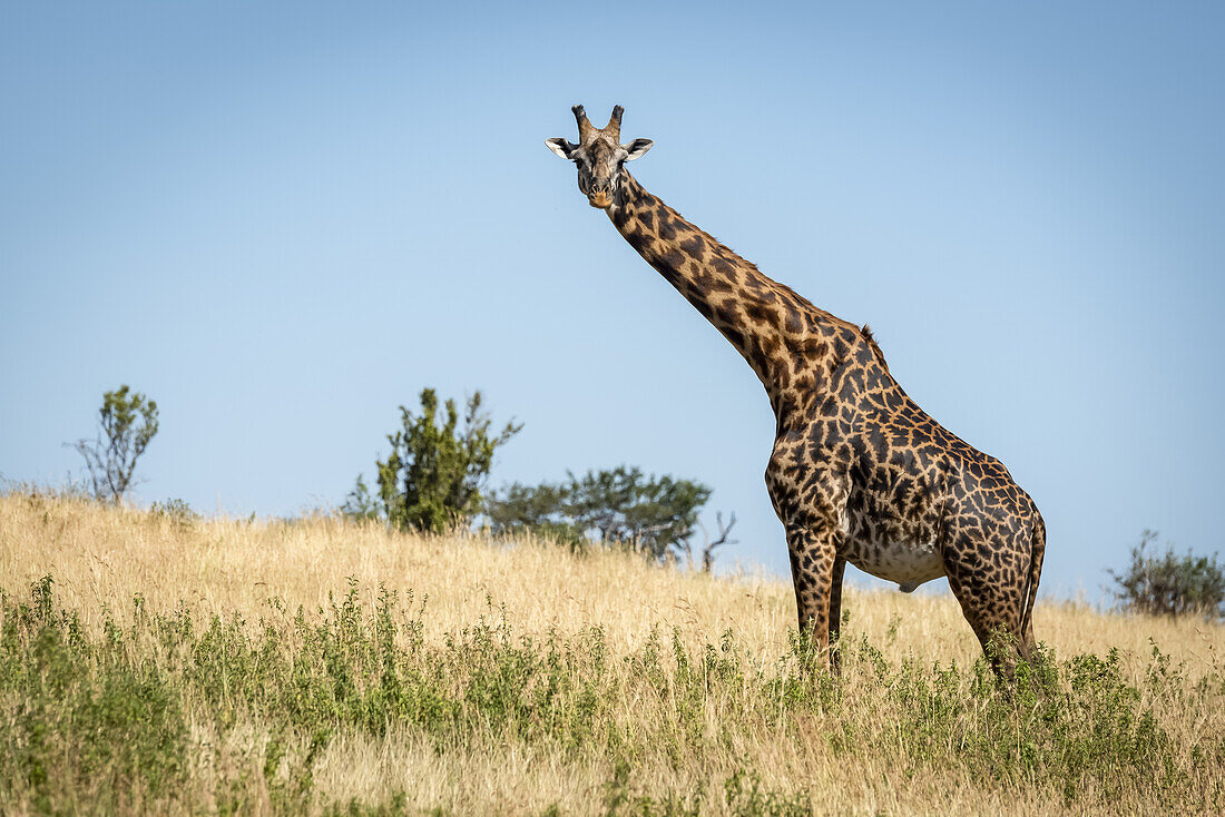 Masai giraffe (Giraffa camelopardalis tippelskirchii) stands watching camera on hillside, Serengeti; Tanzania