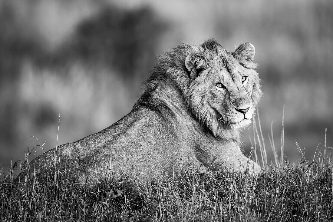 Monotone male lion (Panthera leo) lies turning to camera, Serengeti; Tanzania