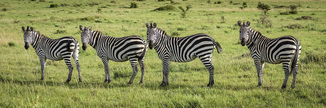 Panorama von vier Steppenzebras (Equus quagga), die die Kamera beobachten, Serengeti; Tansania.