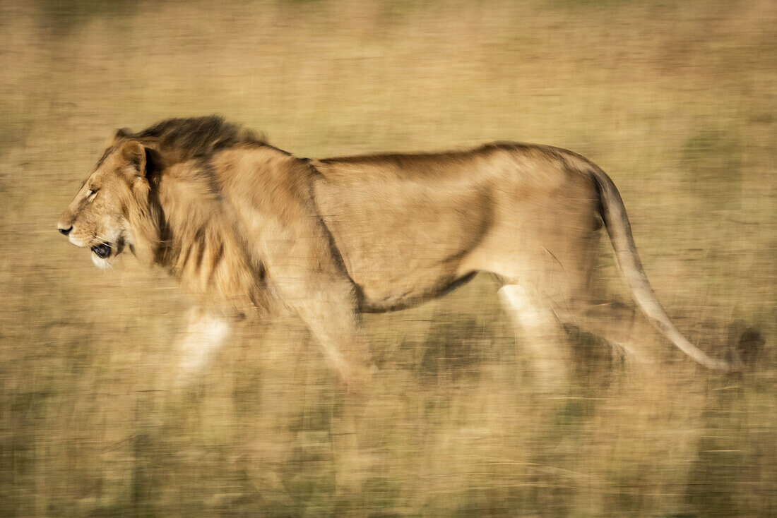 Slow pan of male lion (Panthera leo) walking left, Serengeti, Tanzania