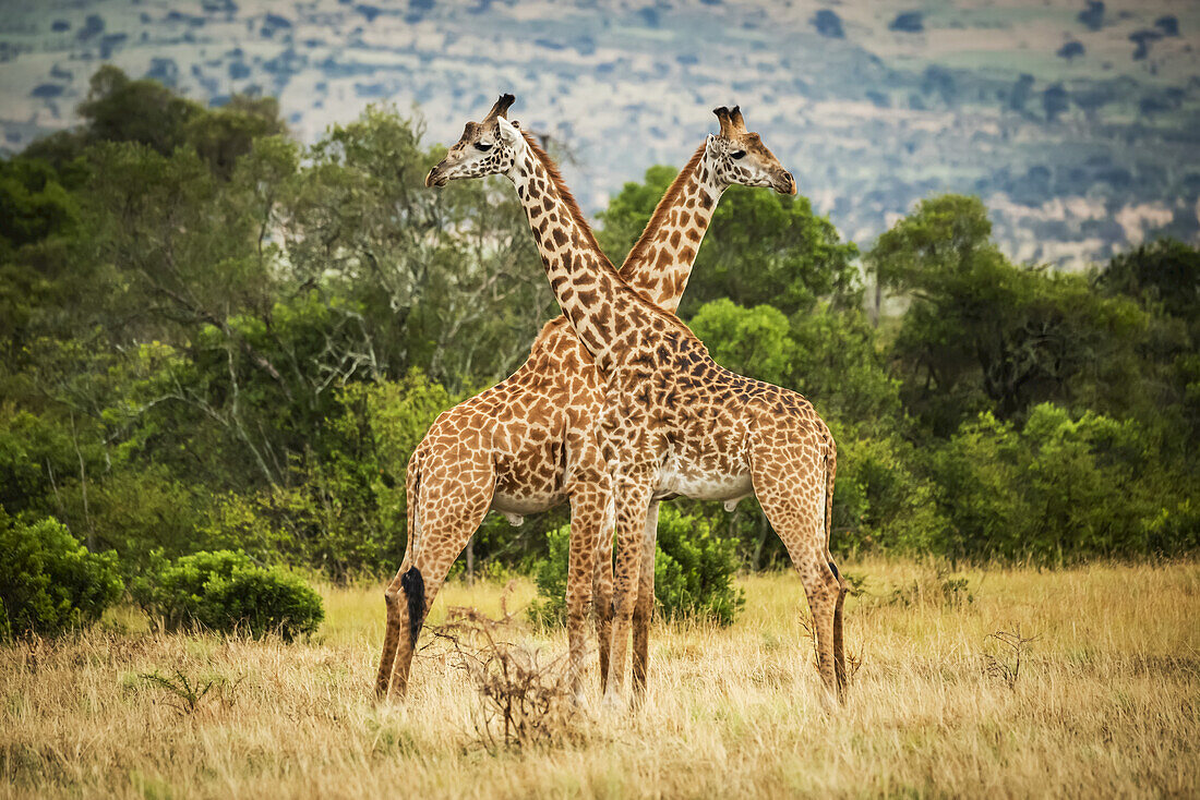 Two Masai giraffe (Giraffa camelopardalis tippelskirchii) crossing necks by trees, Serengeti; Tanzania