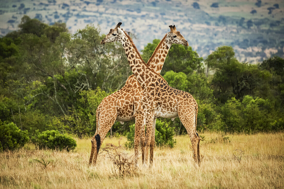 Zwei Masai-Giraffen (Giraffa camelopardalis tippelskirchii) kreuzen ihre Hälse bei Bäumen, Serengeti; Tansania.