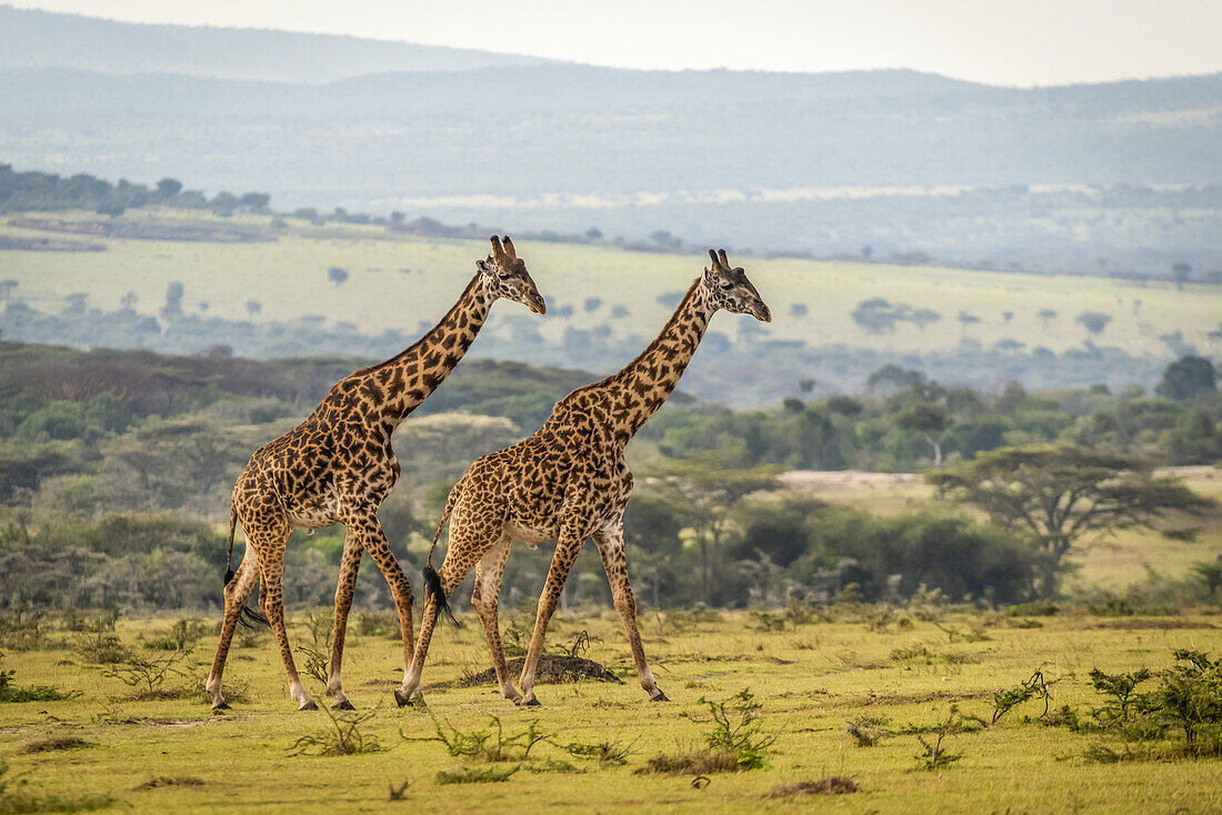 Zwei Massai-Giraffen (Giraffa camelopardalis tippelskirchii) laufen über eine Grasebene, Serengeti; Tansania.