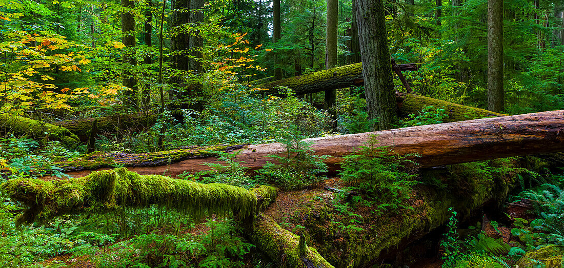 Lush foliage and fallen trees in the old growth forest of Cathedral Grove, MacMillan Provincial Park, Vancouver Island; British Columbia, Canada
