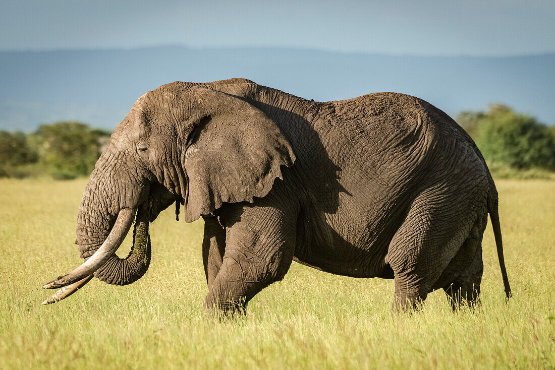 Afrikanischer Buschelefant (Loxodonta africana) steht im hohen Gras, Grumeti Serengeti Tented Camp, Serengeti National Park; Tansania
