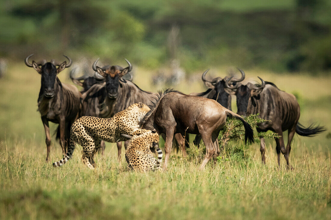 Blue wildebeest (Connochaetes taurinus) watch two cheetah (Acinonyx jubatus) throttle another, Klein's Camp, Serengeti National Park; Tanzania