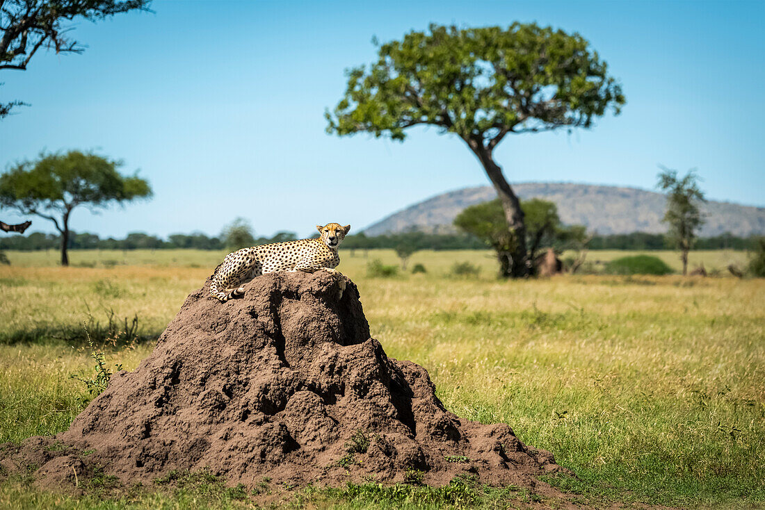 Gepard (Acinonyx jubatus) liegt auf Termitenhügel mit Baum dahinter, Grumeti Serengeti Tented Camp, Serengeti-Nationalpark; Tansania.