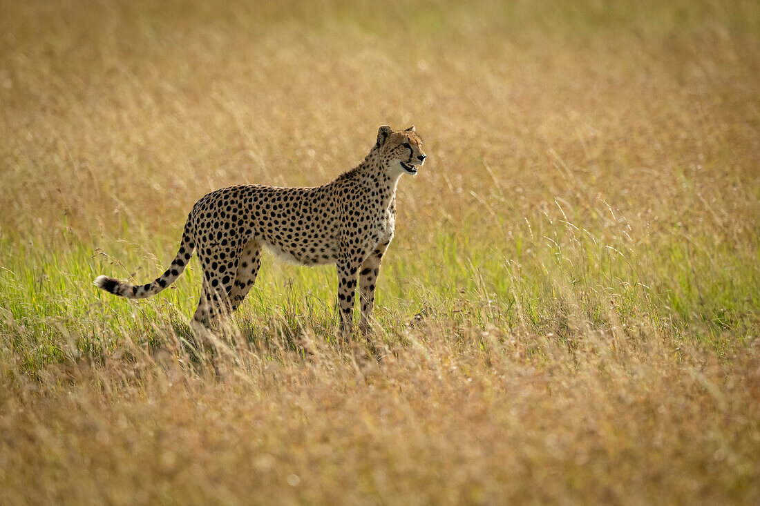 Gepard (Acinonyx jubatus) steht im Profil im langen Gras, Serengeti Under Canvas, Serengeti National Park; Tansania.