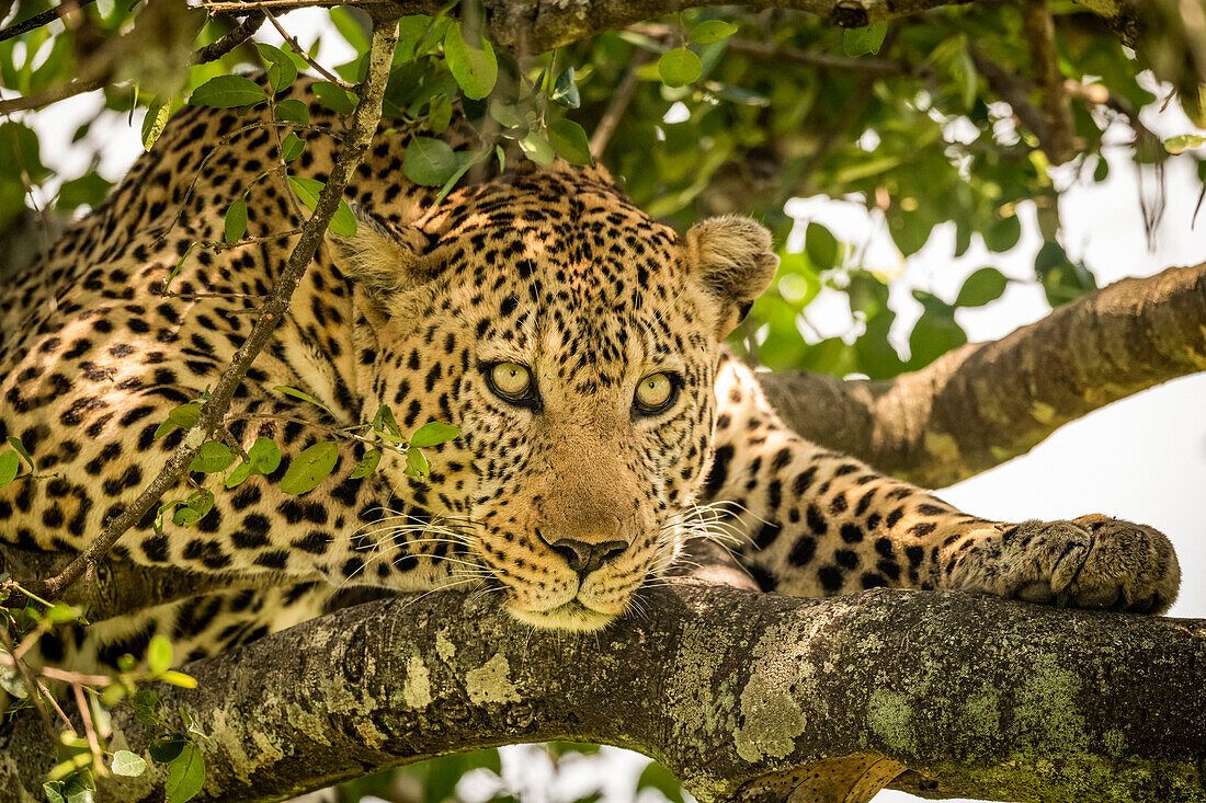 A male leopard (Panthera pardus) lies on a lichen-covered branch looking down. It has a brown, spotted coat, whiskers and green eyes, Maasai Mara National Reserve; Kenya