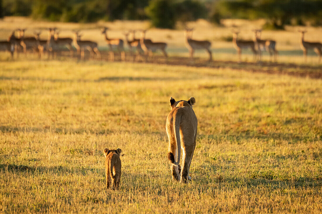 Impala (Aepyceros melampus) harem watches lioness and cub (Panthera leo) approach, Grumeti Serengeti Tent Camp, Serengeti National Park; Tanzania