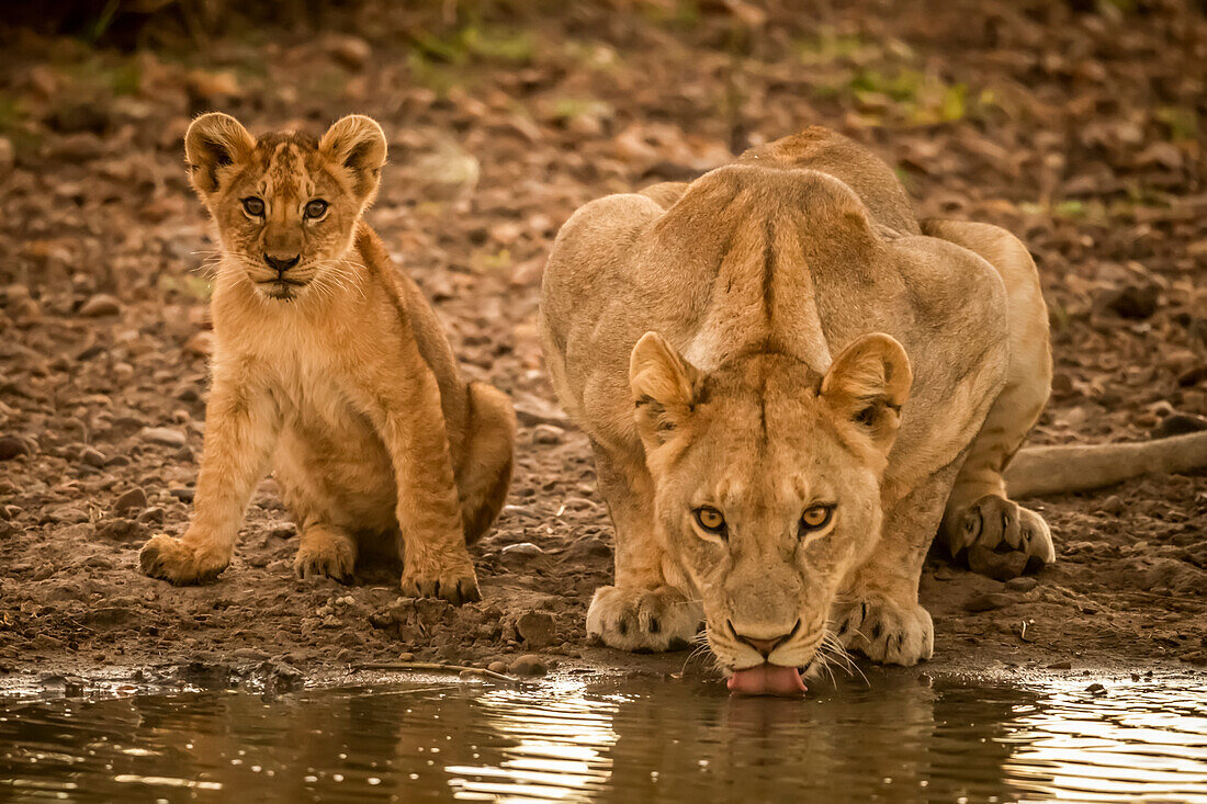 Lioness (Panthera leo) lies drinking from pool by cub, Grumeti Serengeti Tented Camp, Serengeti National Park; Tanzania