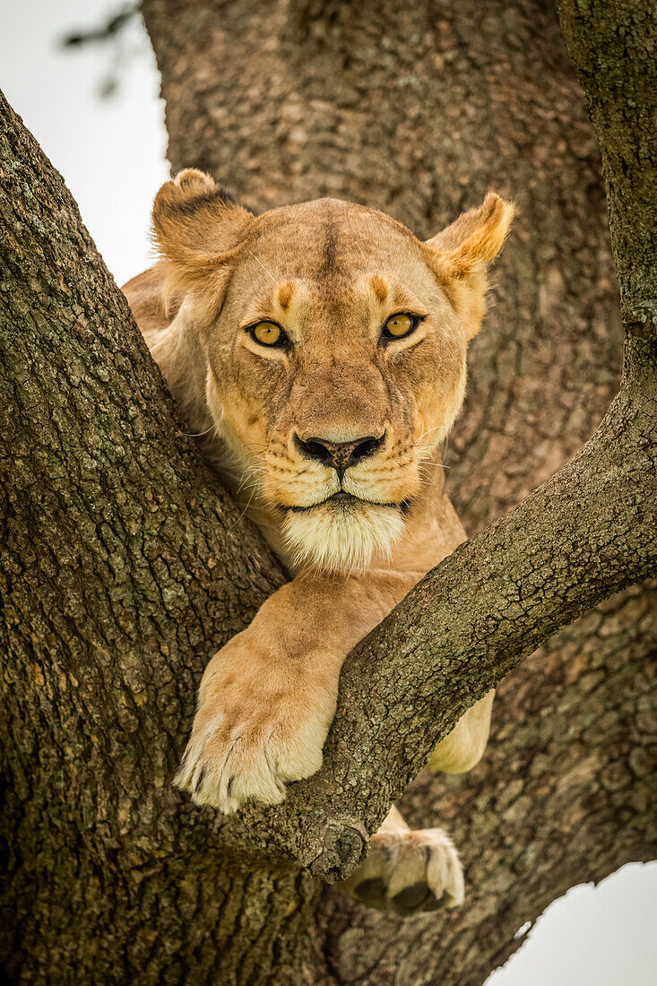 Lioness (Panthera leo) lies on branch with legs dangling, Grumeti Serengeti Tented Camp, Serengeti National Park; Tanzania