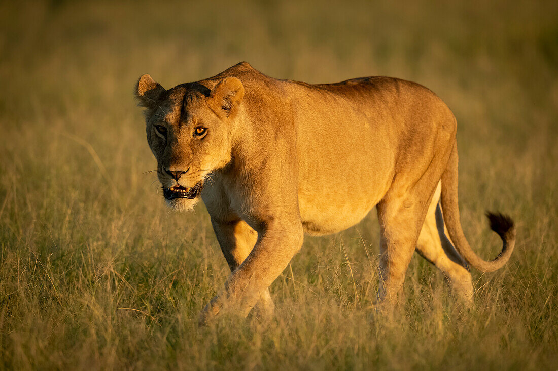 Löwin (Panthera leo) läuft durch hohes Gras und schaut in die Kamera, Grumeti Serengeti Tented Camp, Serengeti National Park; Tansania
