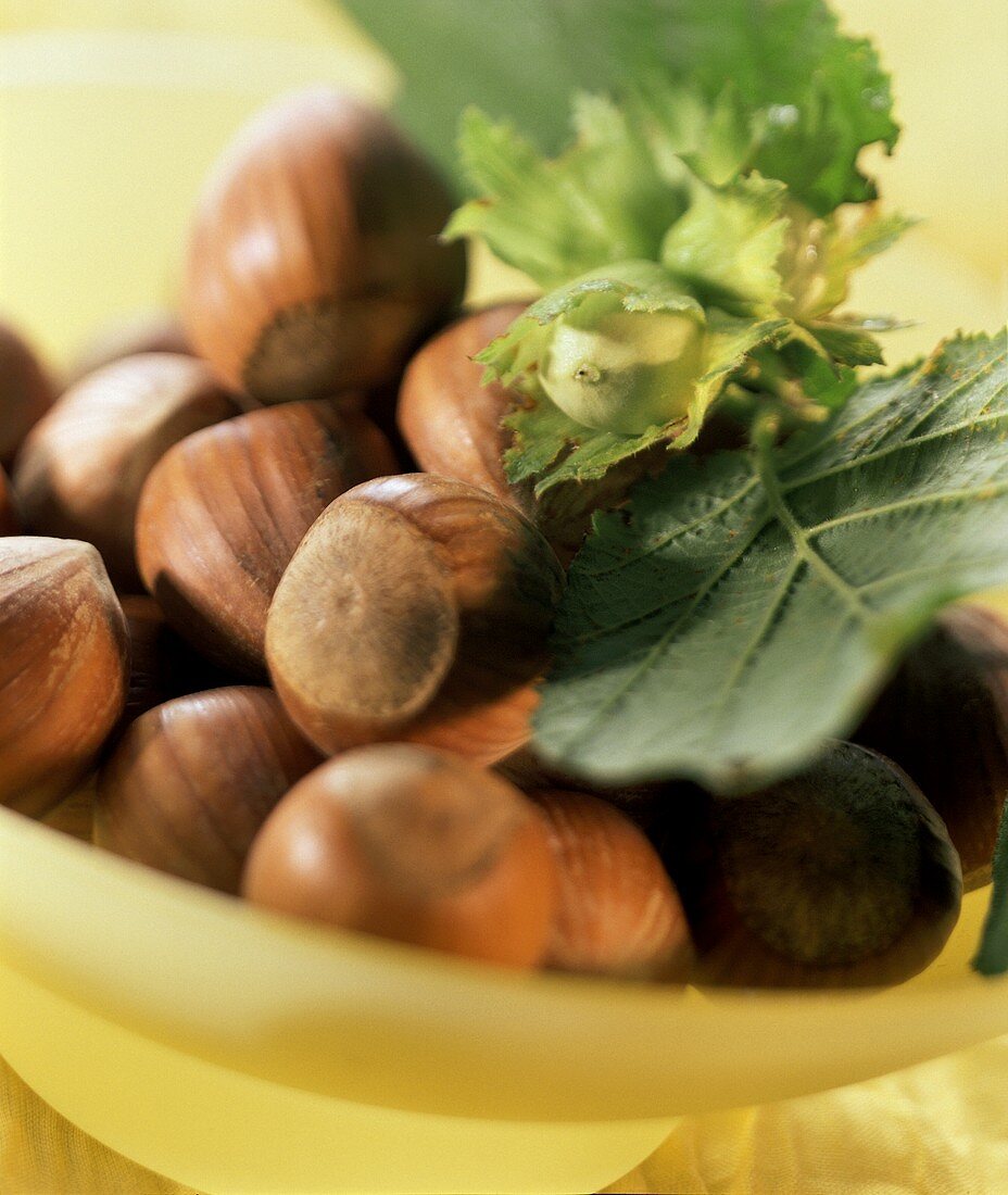 Hazelnuts, green hazelnut twig and leaves in bowl